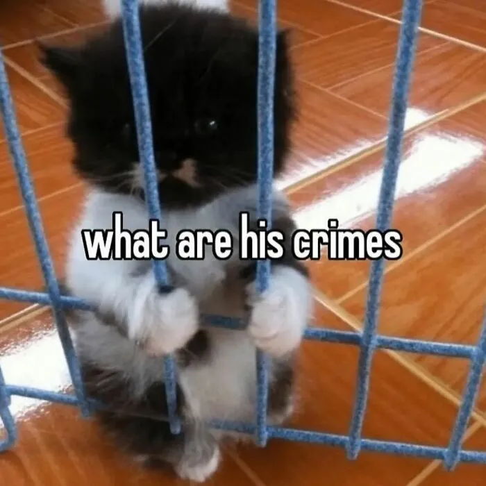 35 Weird And Wonderful Cat Memes That Will Probably Crack You Up