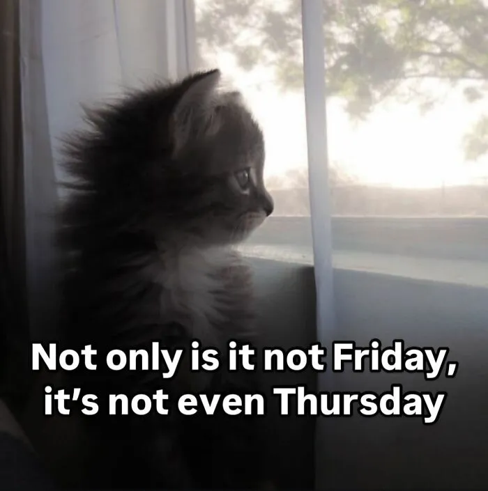35 Weird And Wonderful Cat Memes That Will Probably Crack You Up