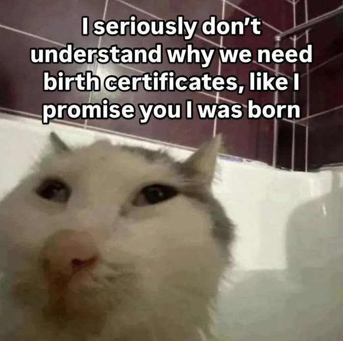 35 Weird And Wonderful Cat Memes That Will Probably Crack You Up