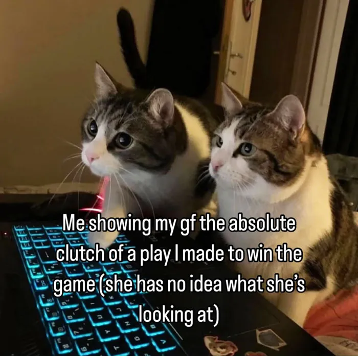 35 Weird And Wonderful Cat Memes That Will Probably Crack You Up