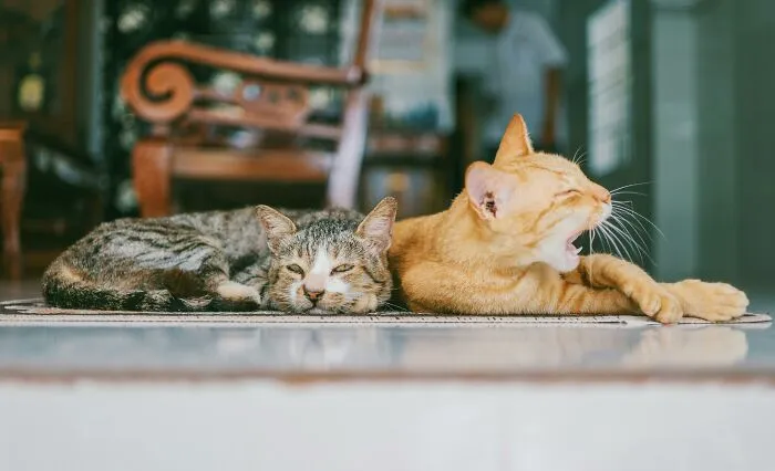 Things Cats Presented To Their Owners Very Proudly (30 Examples)