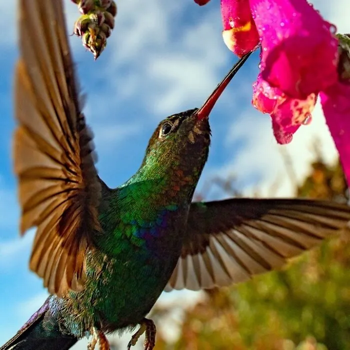 30 Unforgettable Wildlife Moments Captured By This Photographer