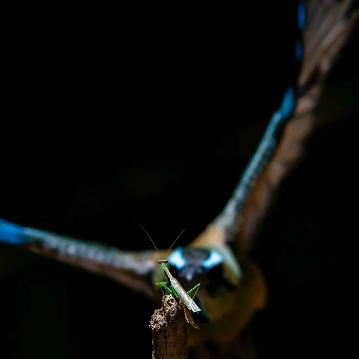 30 Unforgettable Wildlife Moments Captured By This Photographer