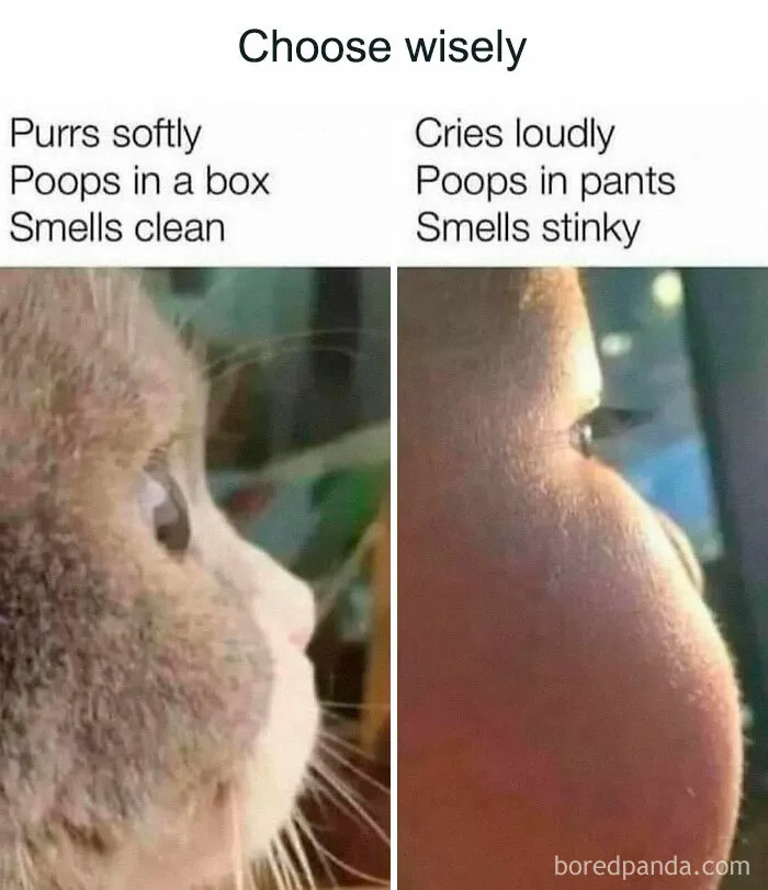 Funny and awkward animal meme comparing a cat and a baby with humorous text about behaviors.