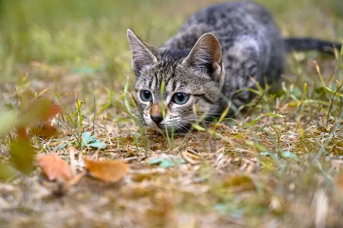 Things Cats Presented To Their Owners Very Proudly (30 Examples)