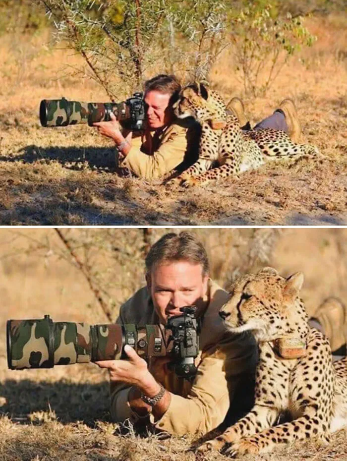 21 Funny Moments When Animals Disturbed Wildlife Photographers At Work