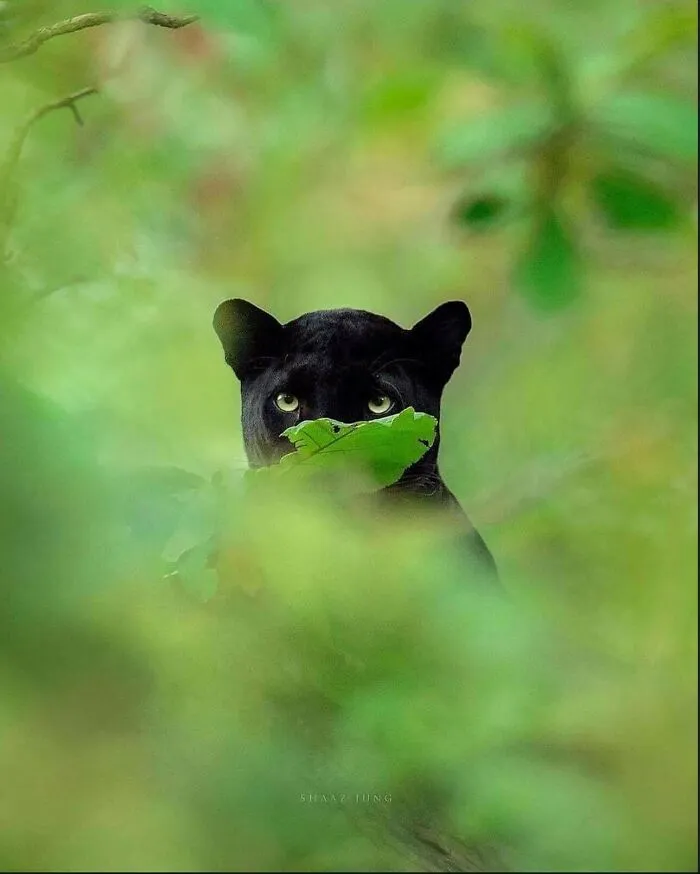 Pantera