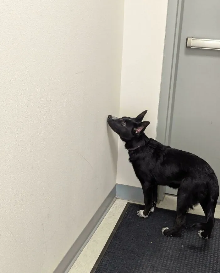 She Saw A Fly Here Exactly One Time. She Checks Every. Single. Day