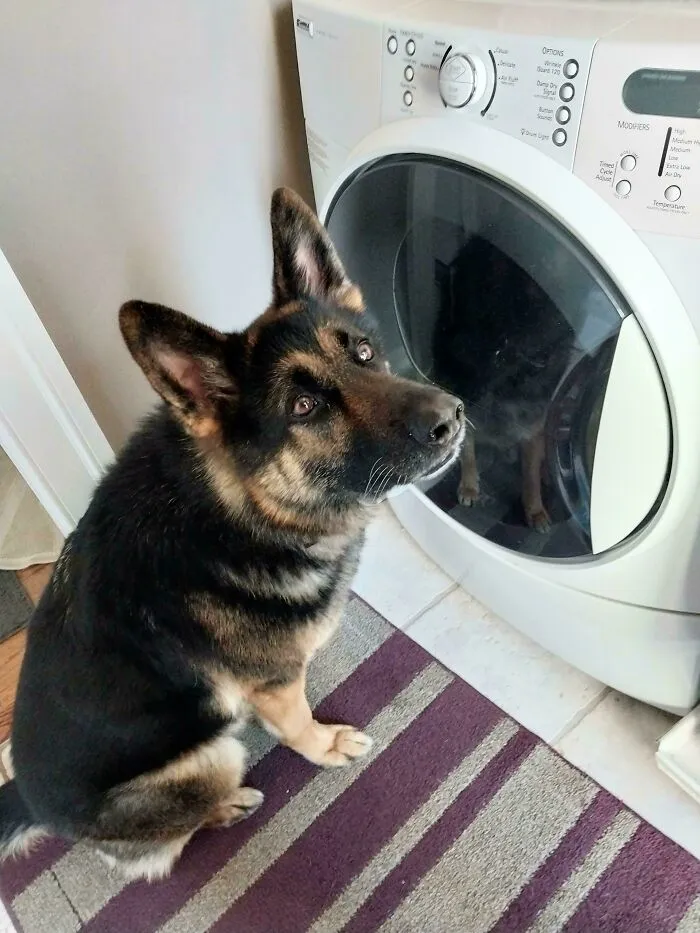His Crate Blanky Is In The Washer And I Think He's Worried About Its Safety