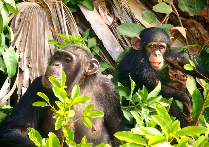 Gombe Chimpanzee War
