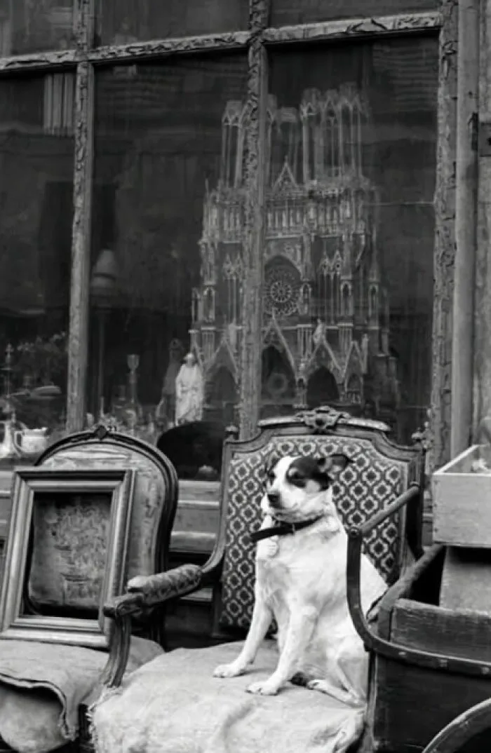 A Reflection Of Notre Dame Cathedral And A Sitting Dog Photographed In 1958 By Inge Morath In Paris, France