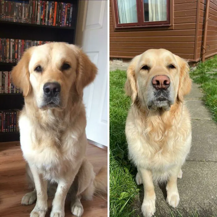 Years Of Boops Have Taken Their Toll On Odens Nose