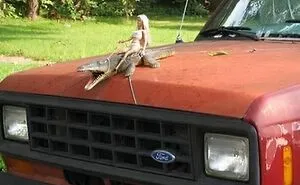 50 Random Pictures So Weird and Funny You Can't Look Away