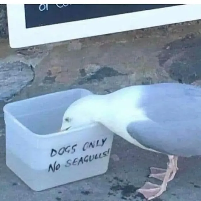 50 Random Pictures So Weird and Funny You Can't Look Away