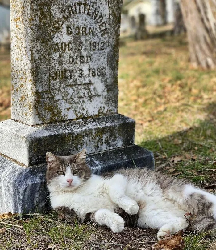 As Both A Cat Person And A Cemetery Person This Is My Favorite Photo I Have Taken Or Will Ever Take
