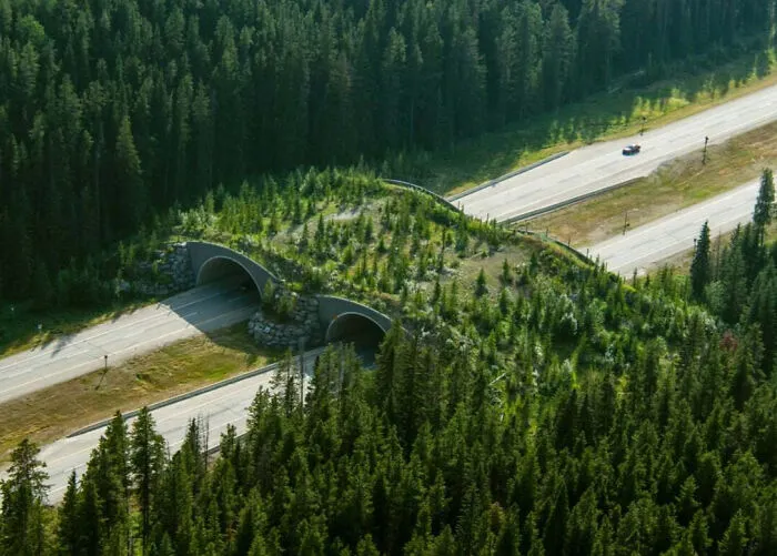 Puente para la fauna en el parque nacional de Banff