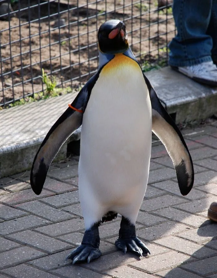 Nils Olav