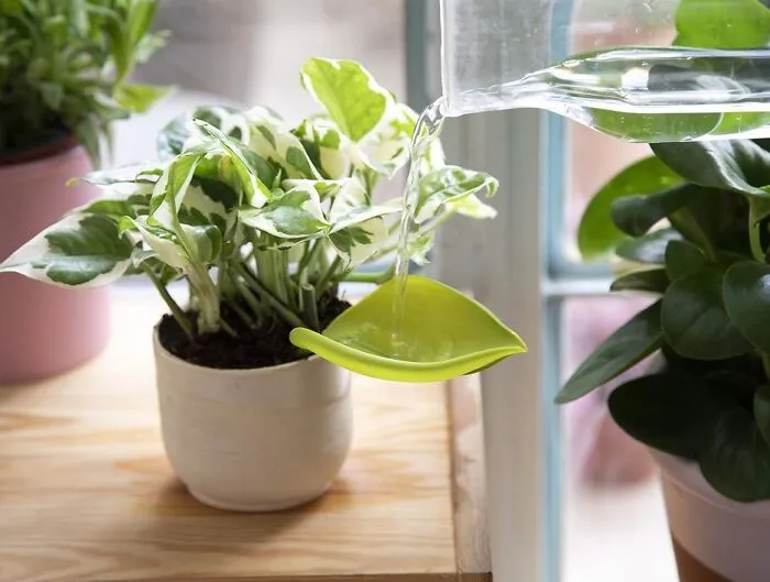 This <a Style="Display:inline;" Href="Https://Www.amazon.com/Peleg-Design-Leaflow-Watering-Devices/Dp/B07wcvq7t3?&linkcode=ll1&tag=bppanther-20&linkid=7da369b0d46f812462ed215496055c98&language=en_us&ref_=as_li_ss_tl" Target="_blank"><span Style="Font: Inherit; Color: #d74b1f;"> Plant Watering Funnel </Span> Is The Easiest Way To Keep Your Plants Happy (And Your Surfaces Dry), You'll Be Ready To Water That Plant Like A Pro
