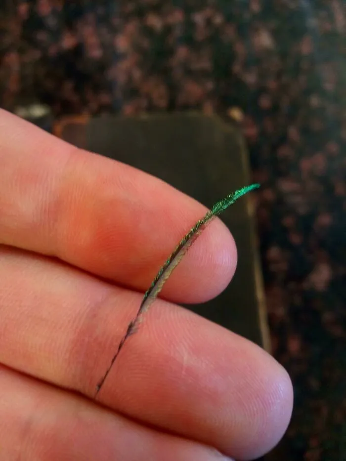 Tiny Feather In An 1888 Danish Proedikener Ober Evangelierne