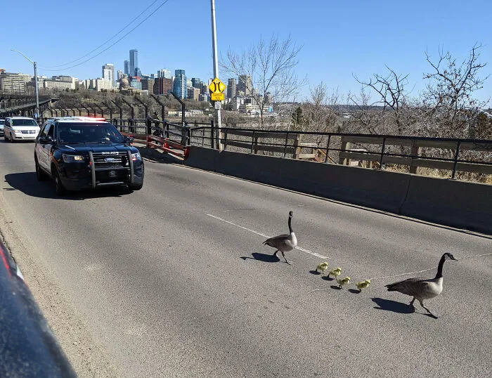 Atasco sobre el puente en Edmonton