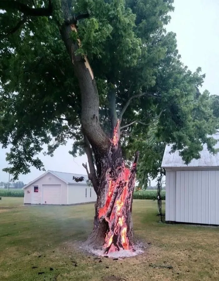 Tree Struck By Lightning Burning From Inside Out