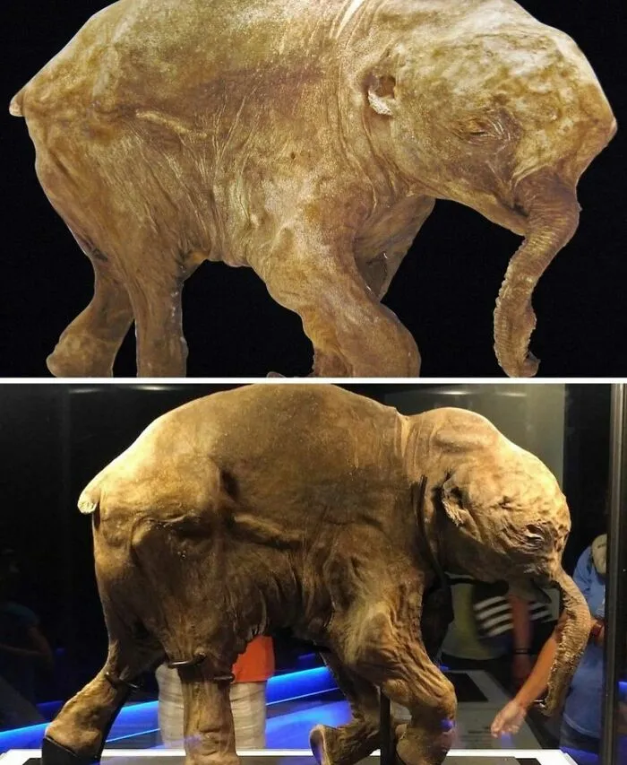 Meet Lyuba, The Most Remarkably Preserved Wooly Mammoth In History