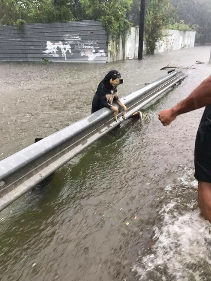 Don't Leave Your Pets Behind