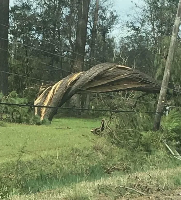 This Tree That Got Twisted From Hurricane Laura