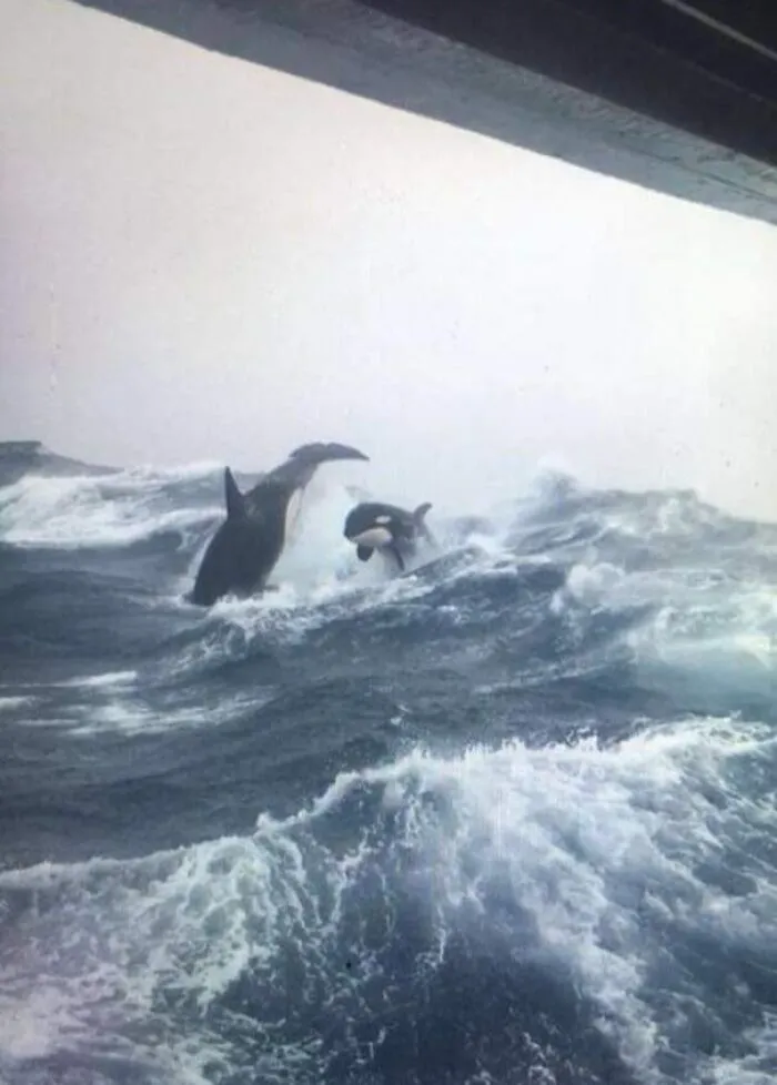 Taken By Chris Holmes While Swordfishing Off The Coast Of Nova Scotia