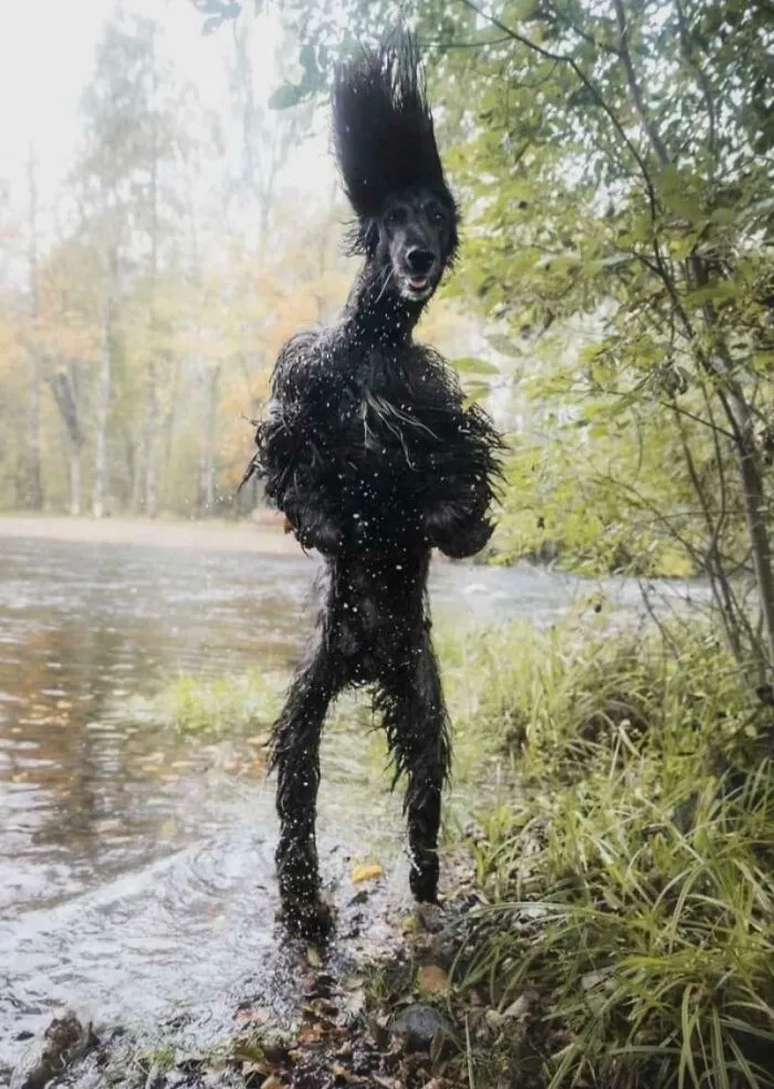 Perro saltando fuera del agua