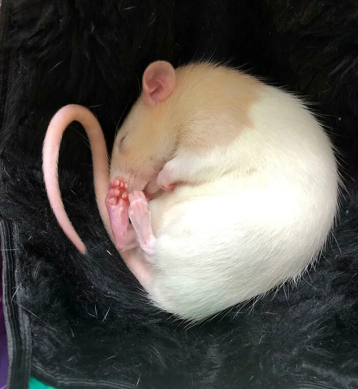 Is There Room For Curled Rat Feetsies?