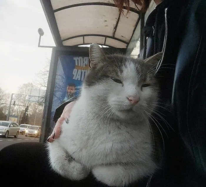 This Big Guy At The Bus Stop Trusted Me Enough To Settle On My Lap