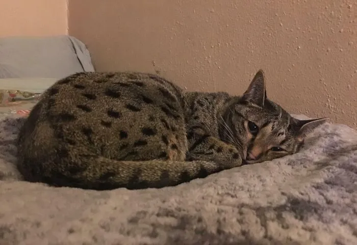 This Is My Girl Aoife. She Crossed The Rainbow Bridge Yesterday. She Sure Knew How To Curl Her Feetsies ❤️
