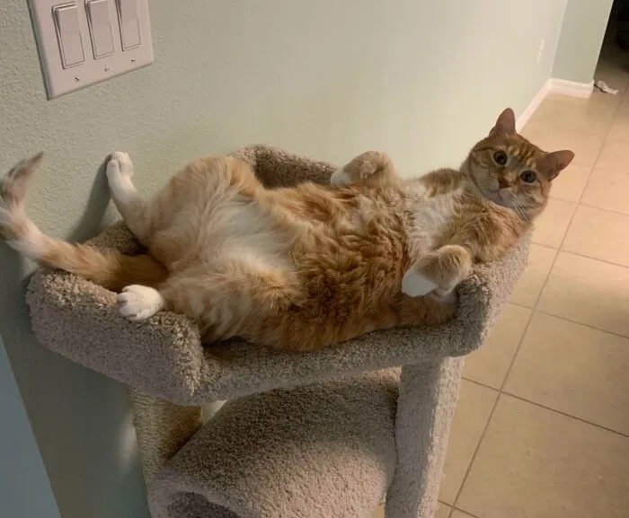 Got A New Cat Stand. I Think He Likes It