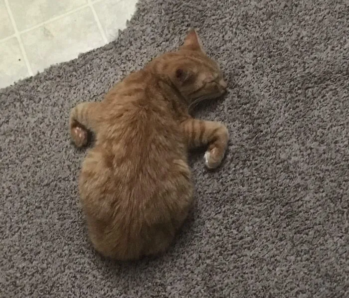 Derpy Cat