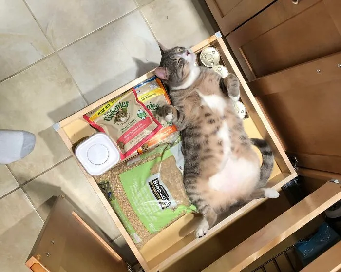 We Heard Noises Coming From The Cabinets And Pulled The Drawer Out. We Found Him Like This, It’s Where We Keep His Snacks 😂