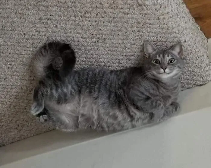 He Curl, So Hap