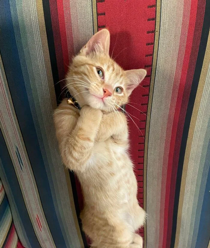 His Name Is Tofu. Extra Soft Curled Feetsies For Your Viewing Pleasure :)