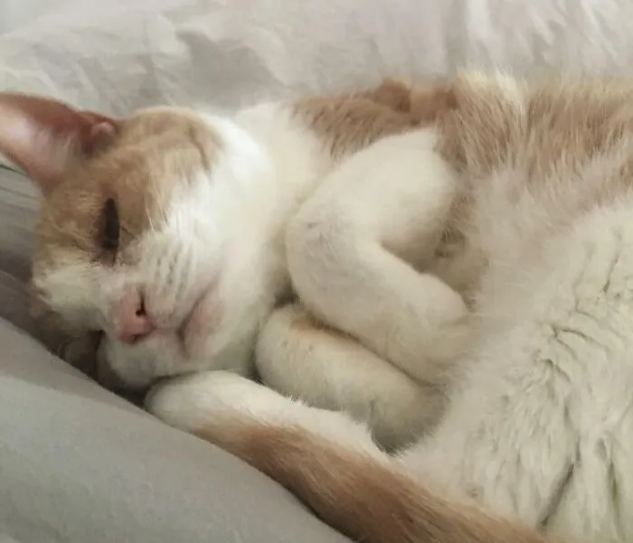 My Beloved Cat, Duke, Died At The Age Of 15. He Had Special Needs With His Eyes— That’s Why They’re A Little Sunken Into His Head. This Is One Of His Last Photos