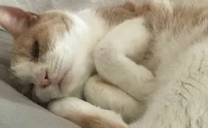 35 Adorable And Cozy Photos Of Pets With Their Little Feet Curled Up 