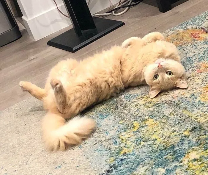 Can You Believe This Boy Was At The Shelter For 4 Years Before We Adopted Him? He Is The Best Boi And He Assumes This Position Quite Often
