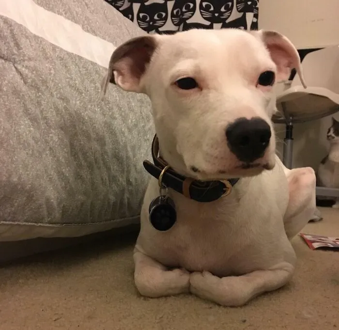 A Good Boy Who Grew Up With Cats So He Thinks He’s Also A Cat