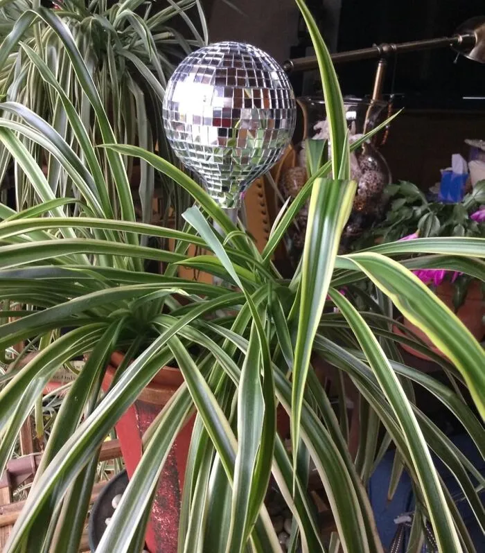 A Dizzying Combination Of Sparkle And Sustainability: The <a Style="Display:inline;" Href="Https://Www.amazon.com/Discgrow-Watering-Globes-Decorative-Design/Dp/B0cqql6xjv?ie=utf8&linkcode=ll1&tag=bphawk-20&linkid=dab39d890f0e5c04a7d62ab5899630e8&language=en_us&ref_=as_li_ss_tl" Target="_blank"><span Style="Font: Inherit; Color: #d74b1f;"> Discoball Self-Watering Globe</Span> Is A Mesmerizing Way To Keep Your Plants Hydrated And Your Space Looking Out Of This World