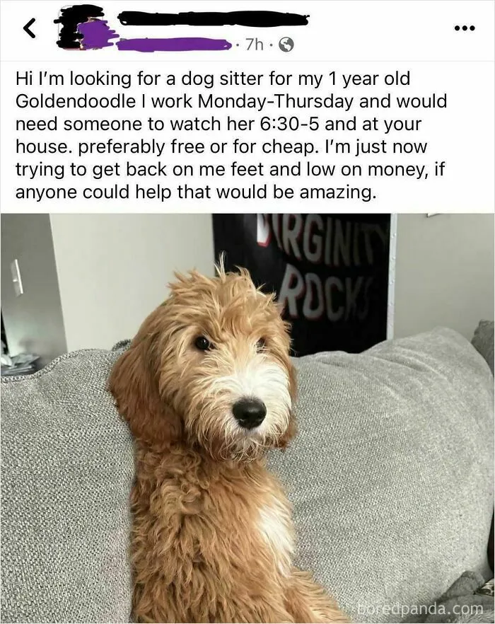 Looking For A Dog Sitter, 42 Hrs A Week, For Free Or Cheap. Must Be At Your House. And Go!