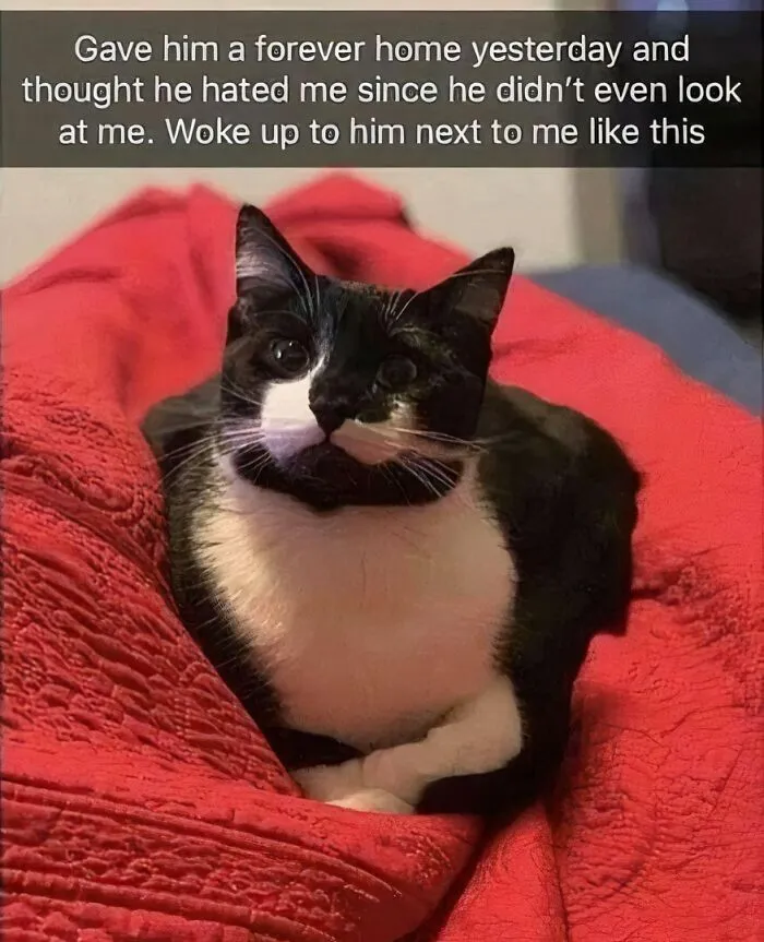 50 Adorable Memes That Prove Just How Special Cats Are