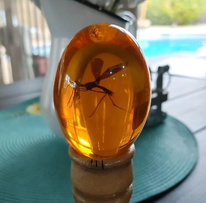 Own A Piece Of Cinematic History With The <a Style="Display:inline;" Href="Https://Www.amazon.com/Jurassic-Mosquito-Official-Collectible-Measures/Dp/B0843phg2k?ie=utf8&linkcode=ll1&tag=bpmelon-20&linkid=97b6d6b08969225f9b4ac43cde5255e3&language=en_us&ref_=as_li_ss_tl" Target="_blank"><span Style="Font: Inherit; Color: #d74b1f;"> Jurassic Park Mosquito In Amber Resin</Span>, A Meticulously Crafted Replica Of The Iconic Fossilized Mosquito That Holds The Key To Cloning Dinosaurs In The Beloved Film