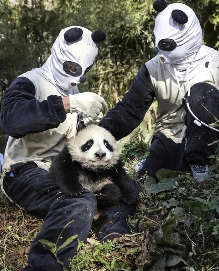 Panda Caretakers In China