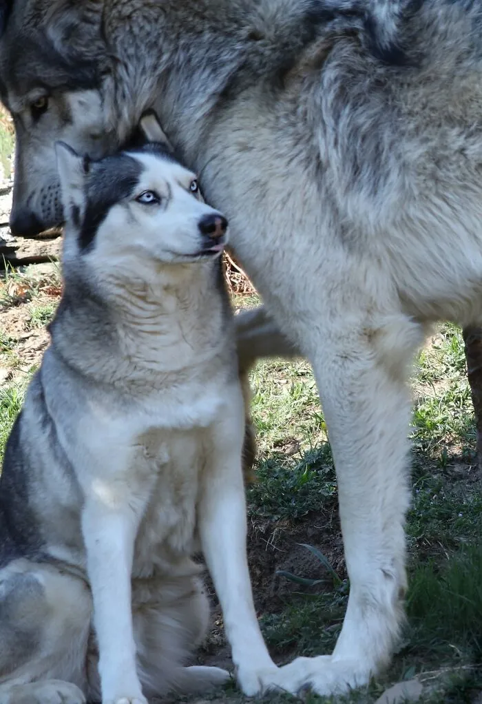 Un husky junto a un lobo