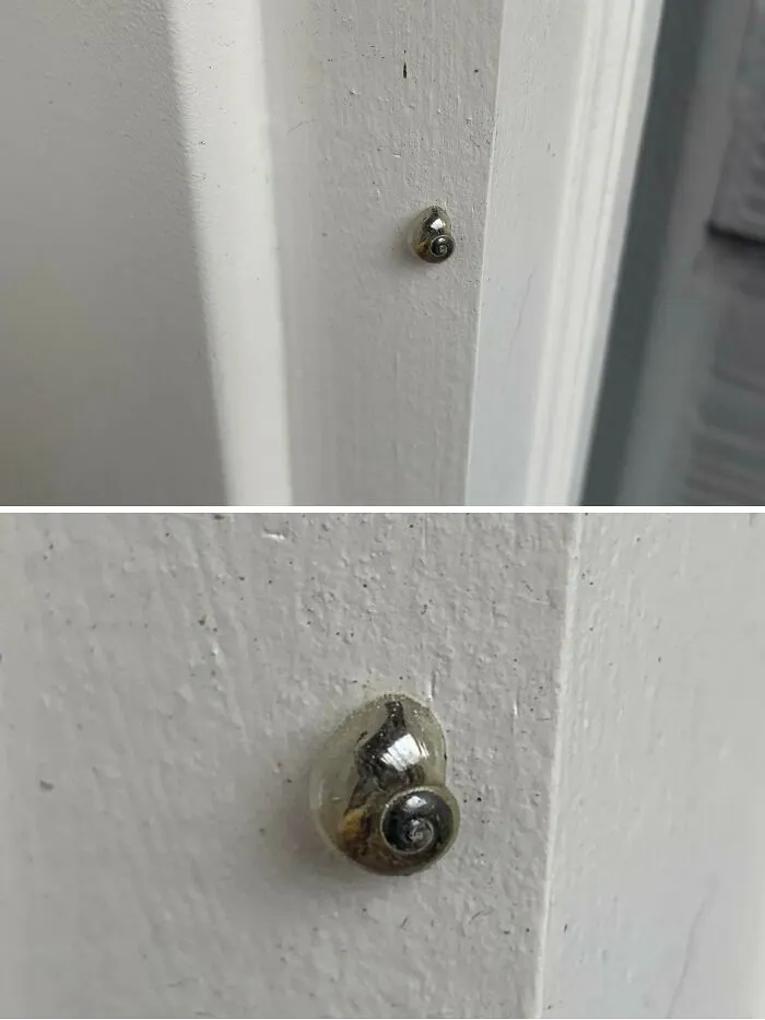 Hoy he visto un caracol mientras estaba fuera y su concha es cristalina
