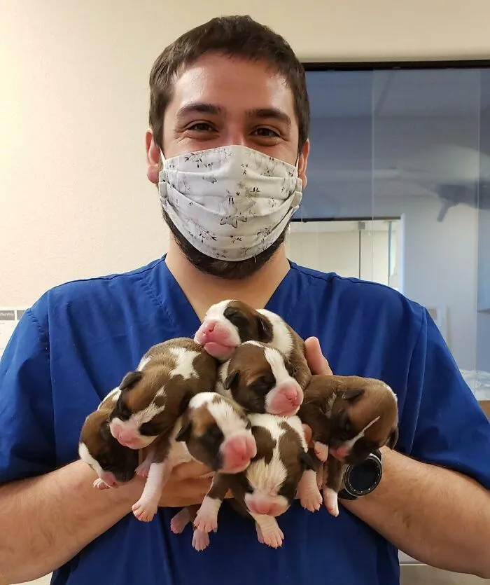 7 Baby Boxers